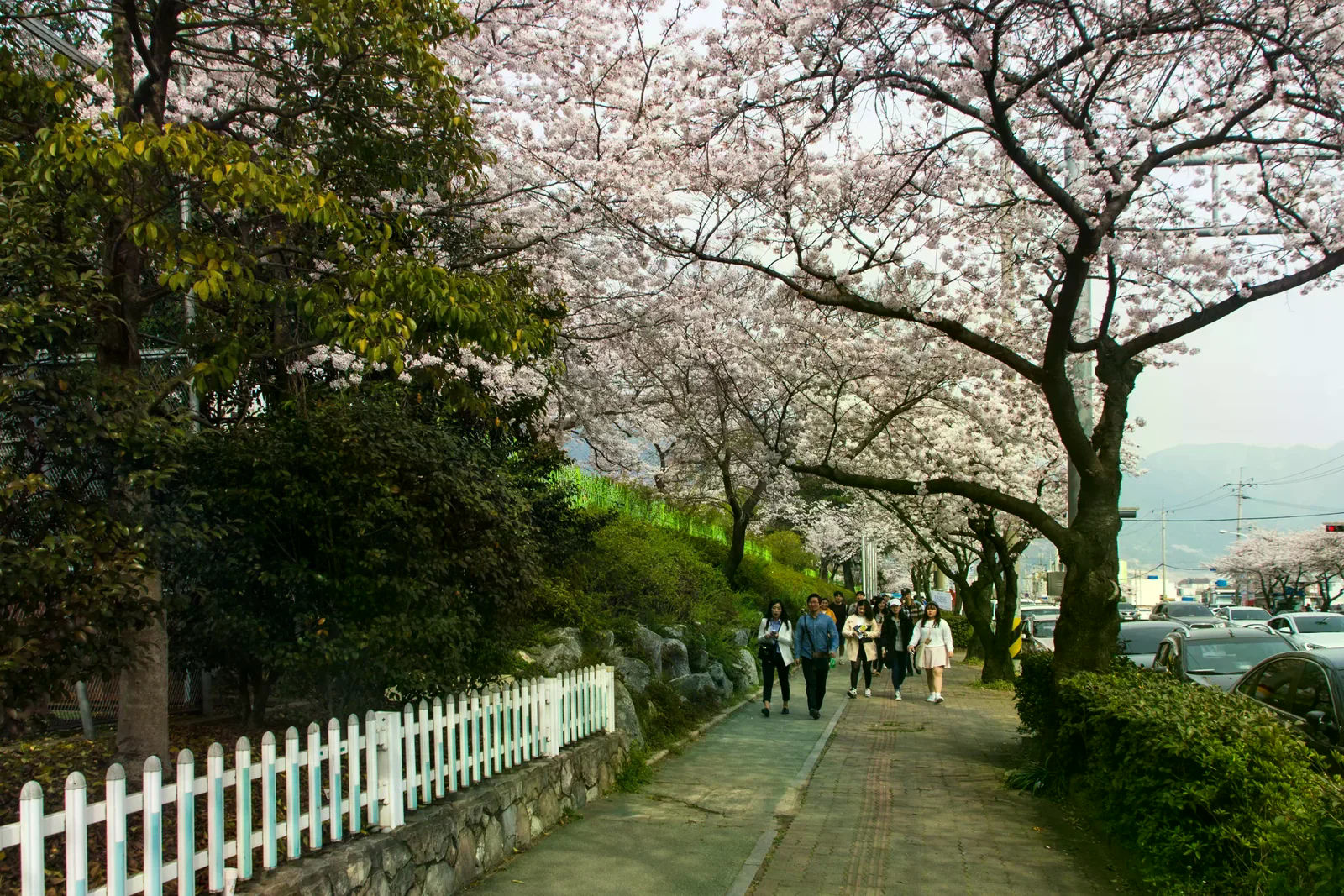 2016 年鎮海街道櫻花，並非 2027 年花況。